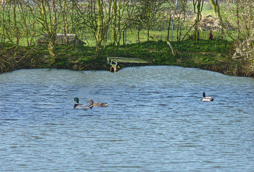 Ducks Image 2
