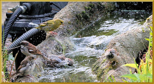 Greenfinch at the Pond Waterfall