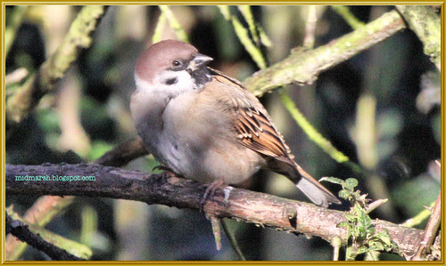 Tree Sparrow 3
