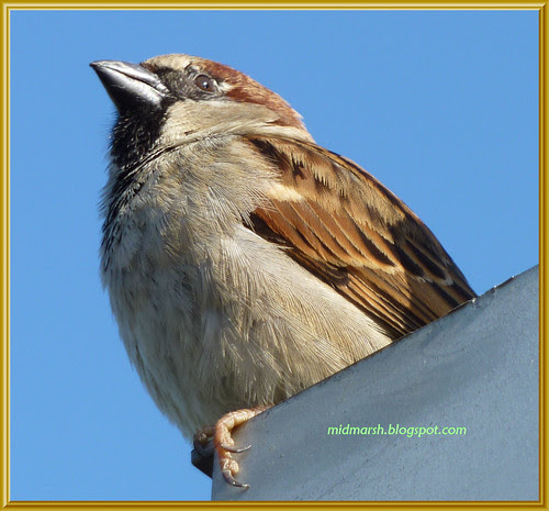 House Sparrow