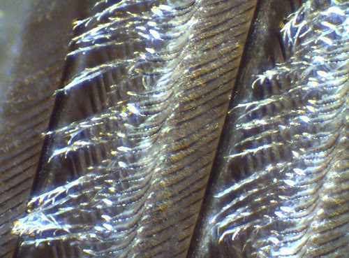 Feather 02