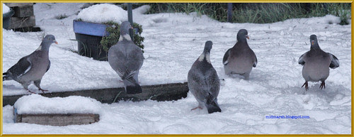 Wood Pigeons