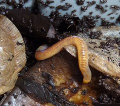 Tiger Worm