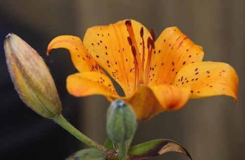 Lily