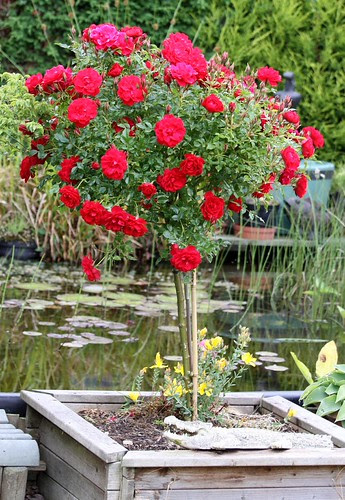 Rose Raspberry Royale