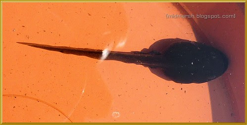 Tadpole