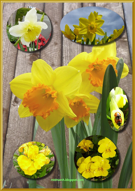 yellow