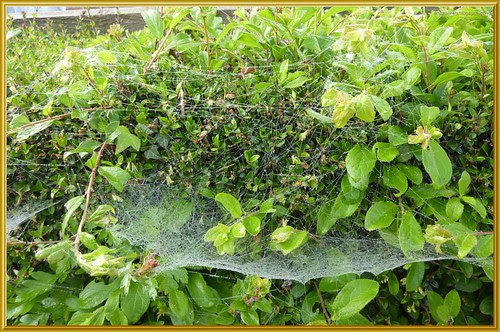 Sheet Web 2