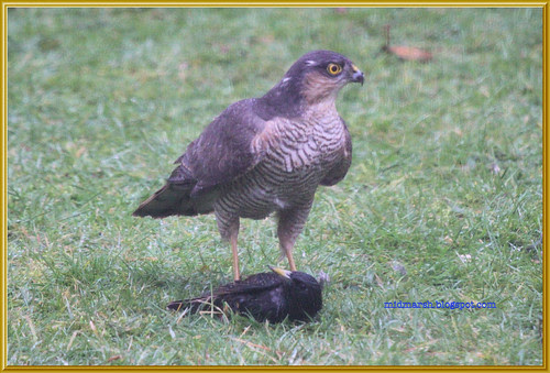 Sparrowhawk and Starling