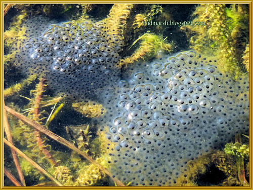 Frog Spawn 220311
