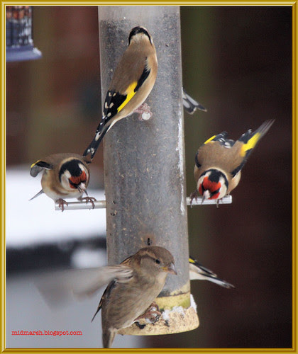 Goldfinches and House Sparrow
