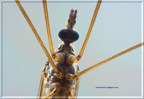 Crane Fly