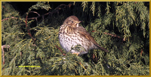 Song Thrush 1