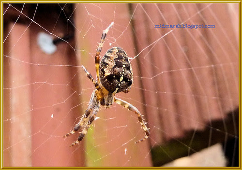 Garden Spider 7