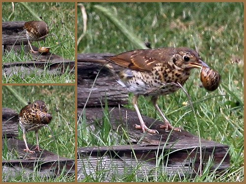 Song Thrush with Snail