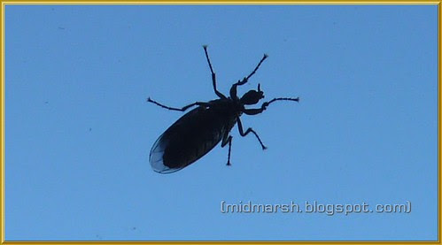 Small Fly