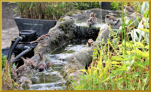 Sparrows at the Pond Waterfall 2