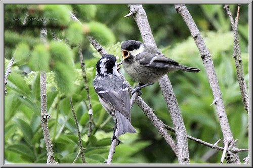 Coal Tit Feeding Fledgeling 2