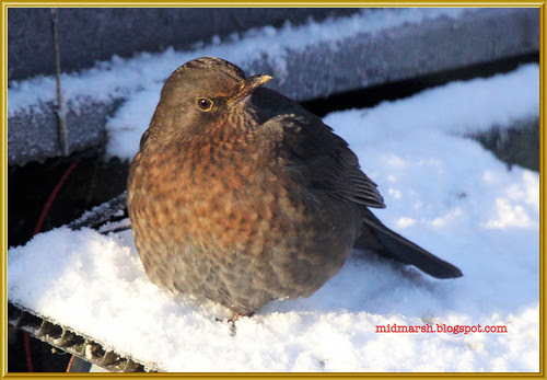 Female Blackbird