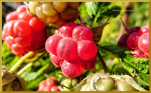 Raspberry