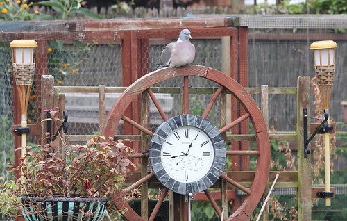 Wood Pigeon Clock