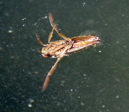 Water Boatman
