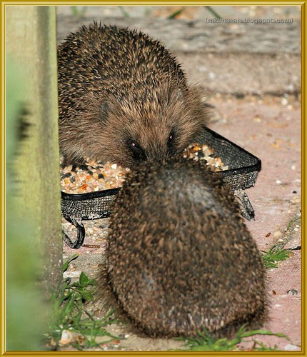 2 Juvenile Hedgehogs