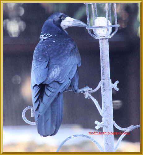 Frosty Rook