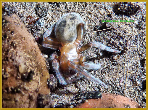 Garden Spider 3