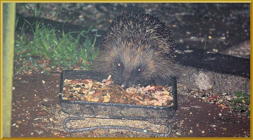 Hedgehog