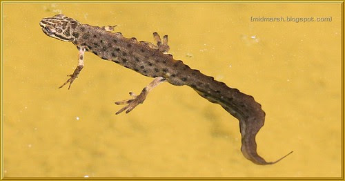 Common Newt