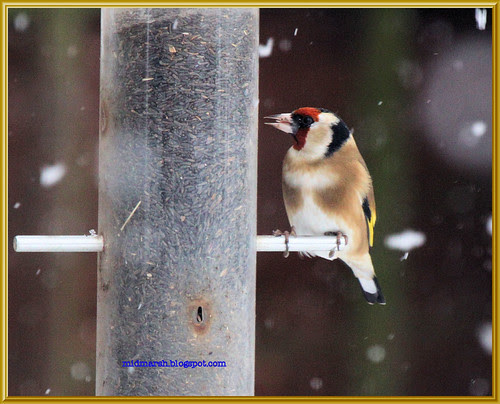 Goldfinch in the Snow