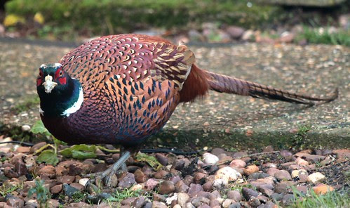 Pheasant IMG_0475