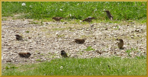 Sparrows Dust Bathing