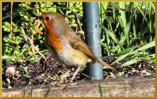 Robin Redbreast
