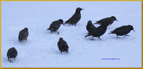 Starlings in the Snow