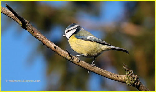 Blue Tit 0474