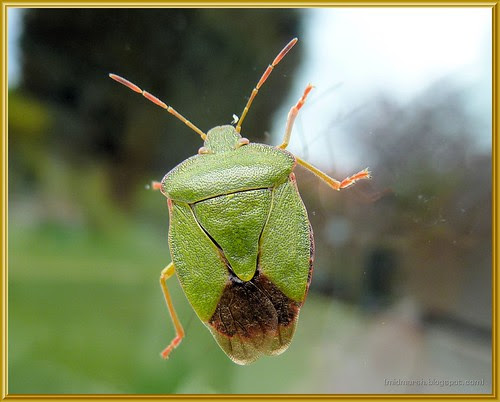 Common Green Shield Bug