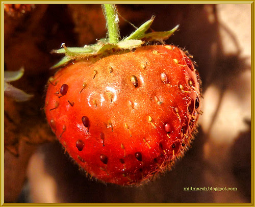 Strawberry Fruit