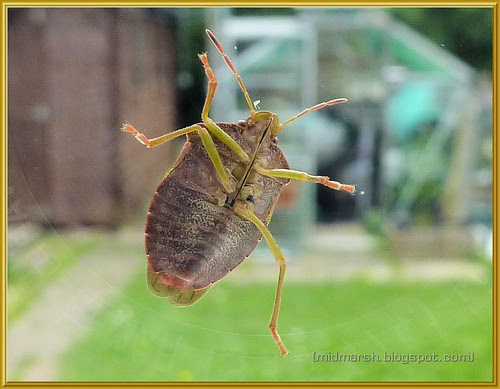 Common Green Shield Bug