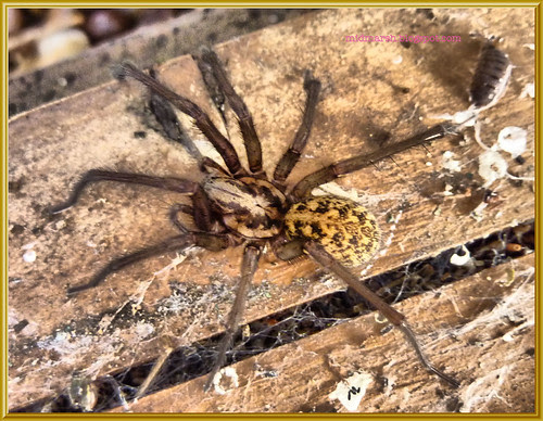 Garden Spider 1a