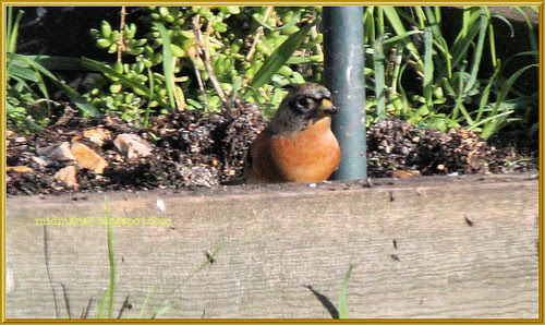 Brambling Male