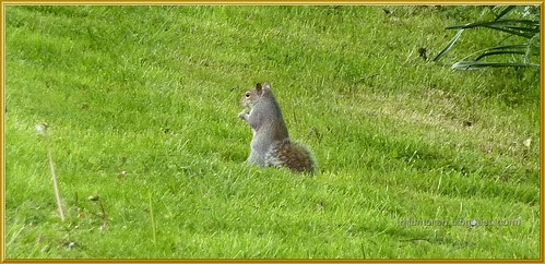 Grey Squirrel