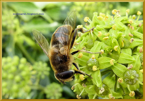 Bee 3