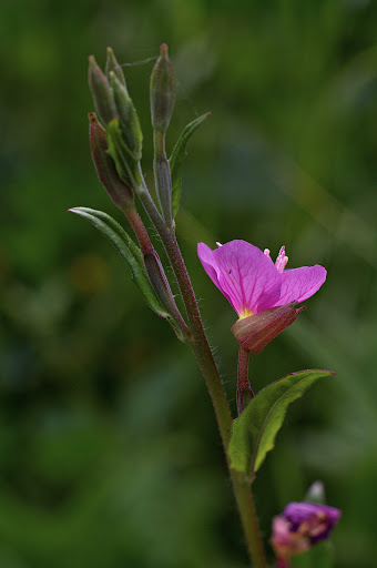 Cambre - 07/05/2025 - Sony NEX-3N - Nikon Micro-NIKKOR Auto 55mm f3.5 Oenothera rosea