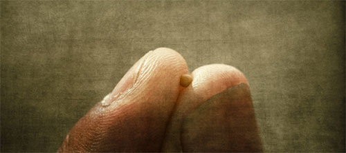 Mustard Seed