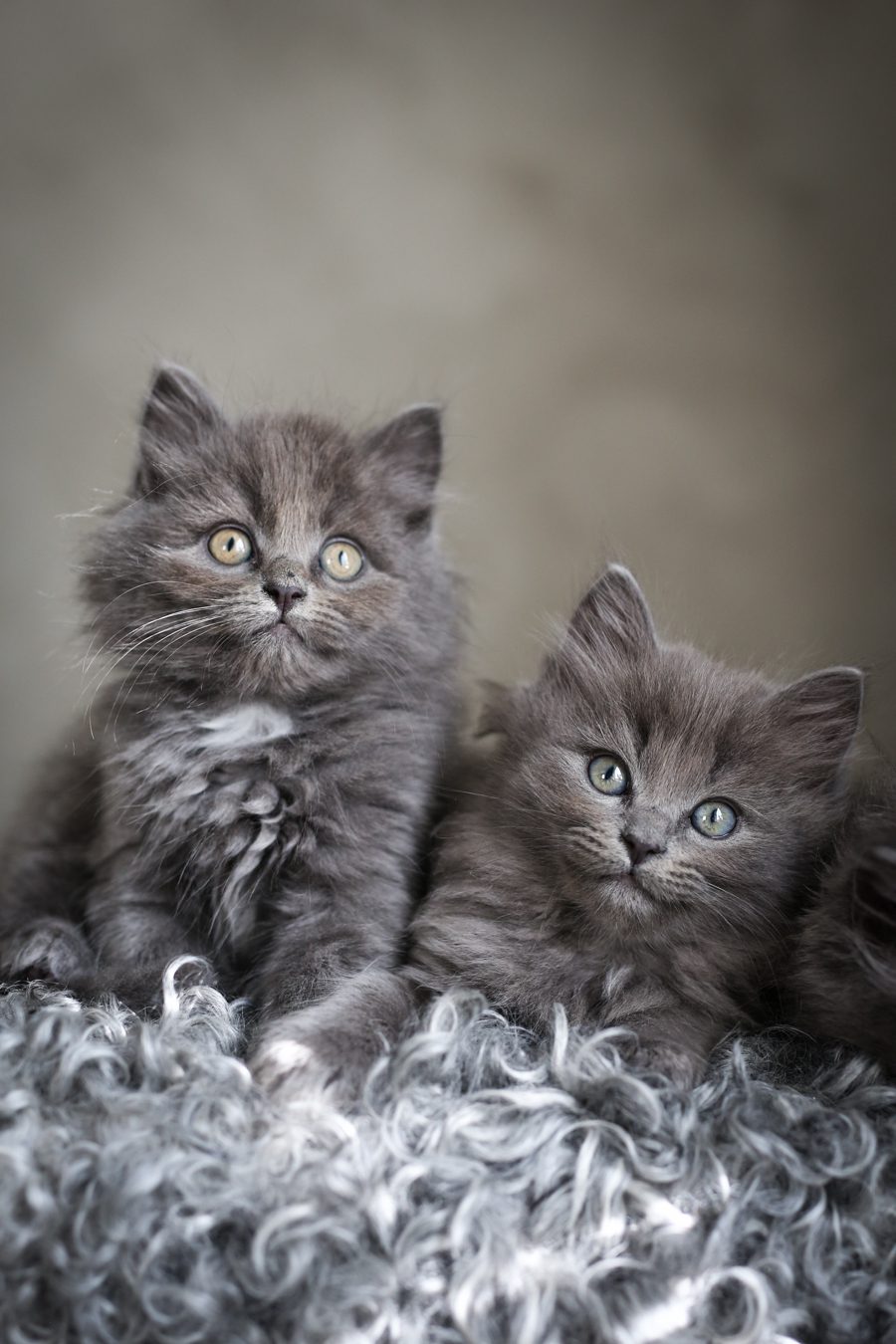 Lovely Life 382 kattungar.kittens.cats.lovely.life.viktoria.holmgren.photography.finaste.katter