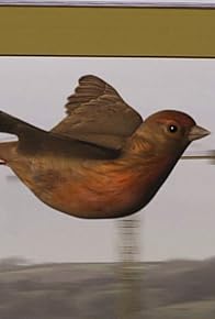 Primary photo for The Linnet