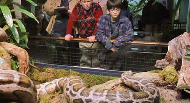 Harry Melling and Daniel Radcliffe in Harry Potter e a Pedra Filosofal (2001)