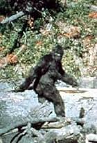 Patterson-Gimlin Film (1967)